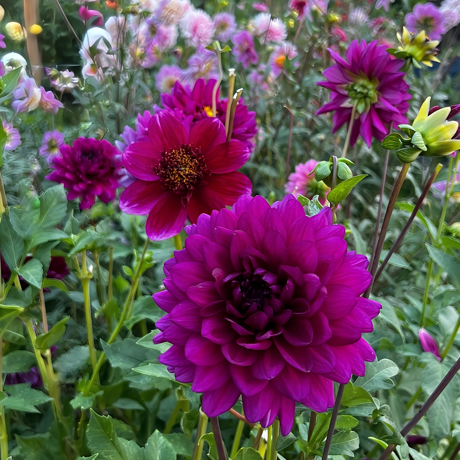 Plum & Purple Dahlias