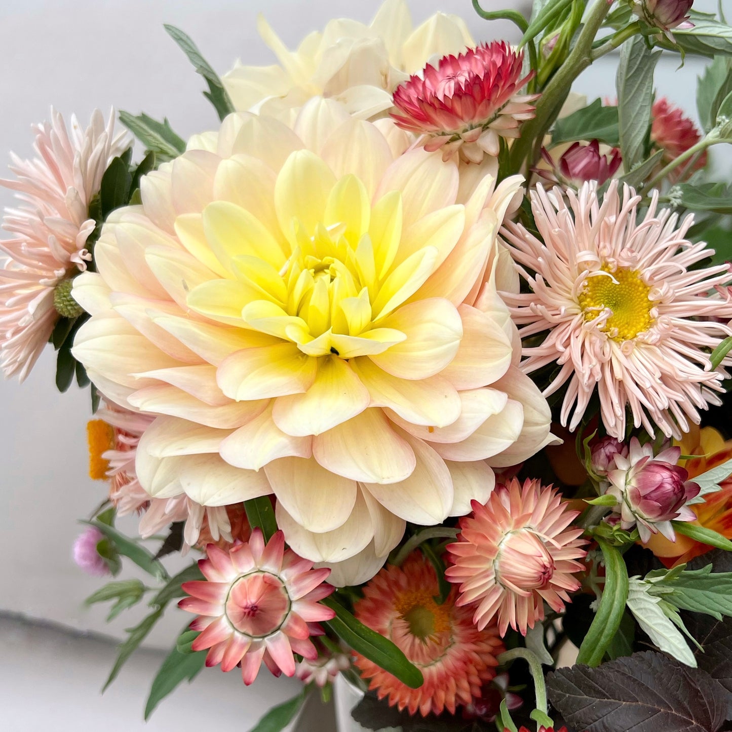 Day Dreamer – Bumbleebee Dahlias