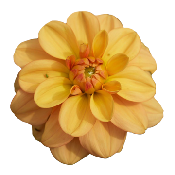 Ginger Snap – Bumbleebee Dahlias